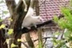 Remarkable pictures of rare albino squirrel captured on iphone in Leicestershire